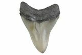 Fossil Megalodon Tooth - North Carolina #379160-1